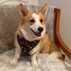 Chester Floral Adjustable Dog Harness