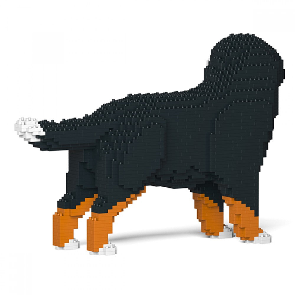 Bernese Mountain Dog