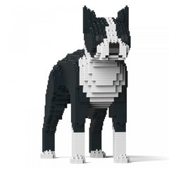 Boston Terrier