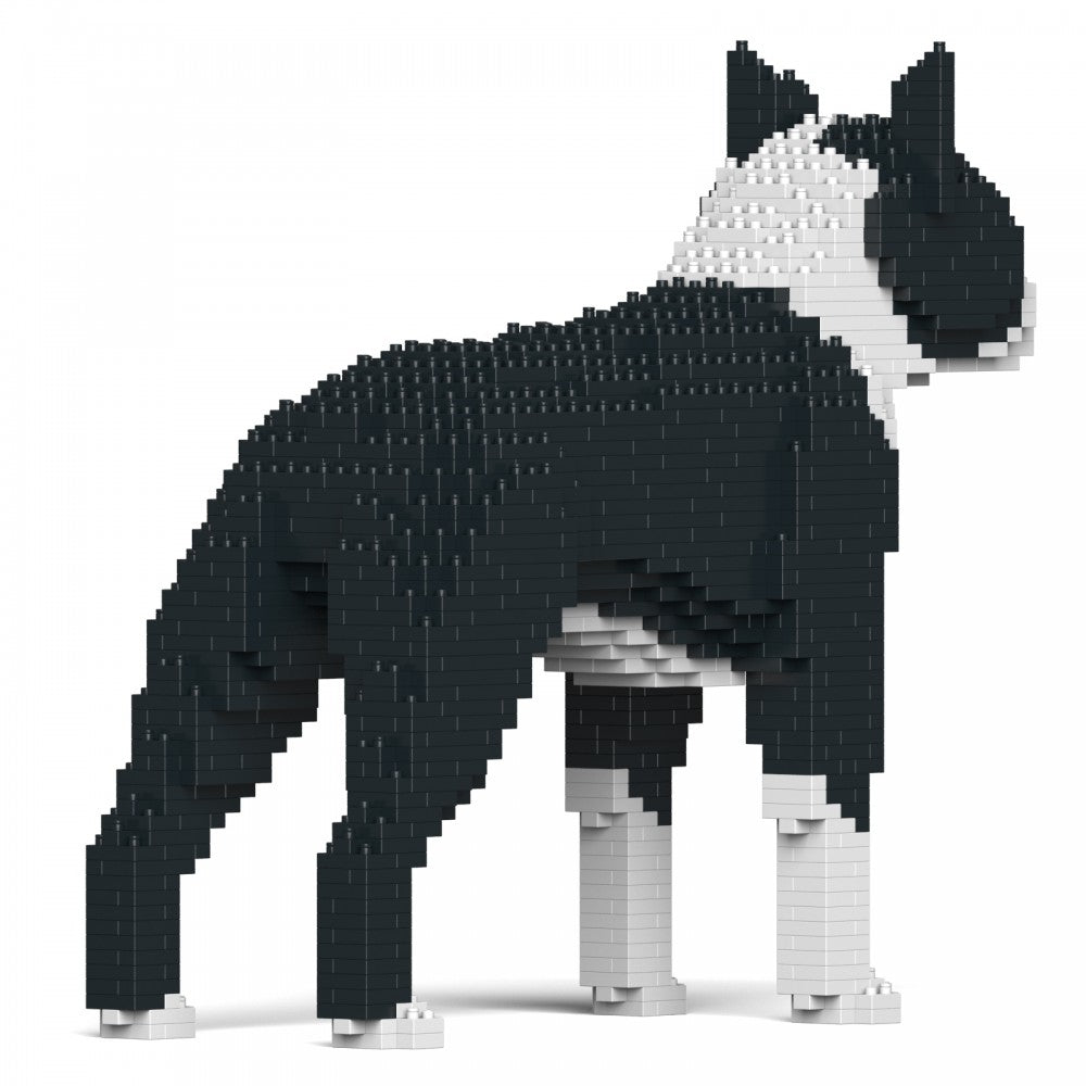 Boston Terrier