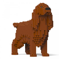 Irish Setter