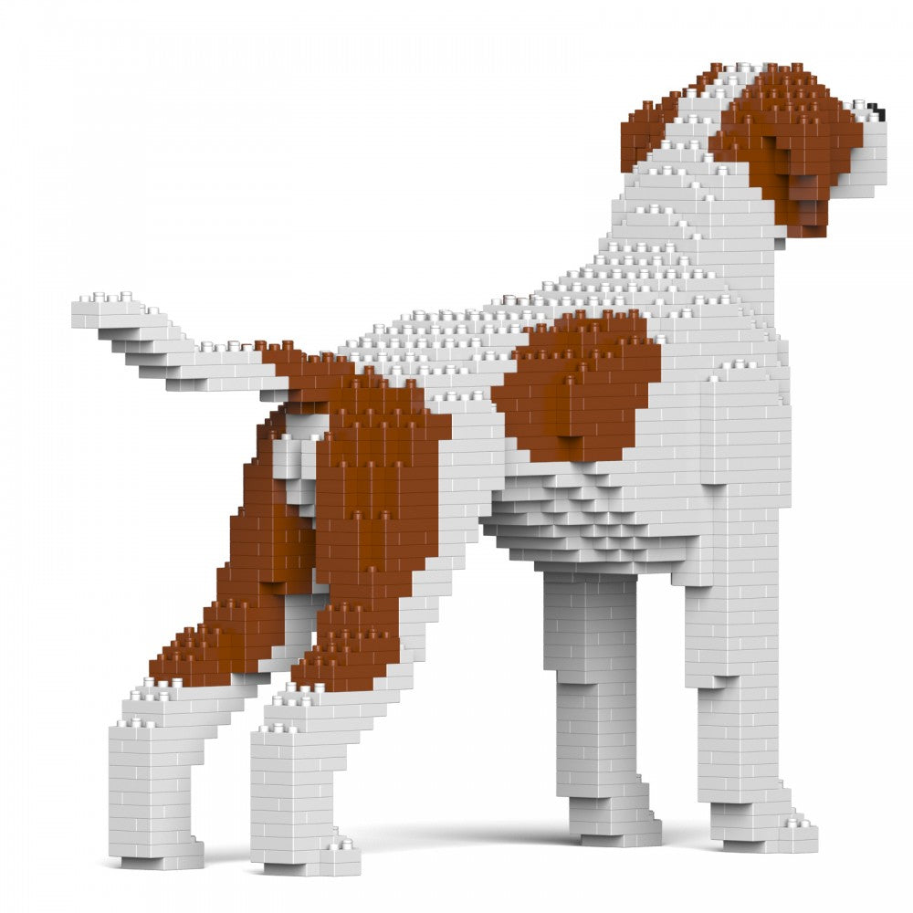 English Pointer