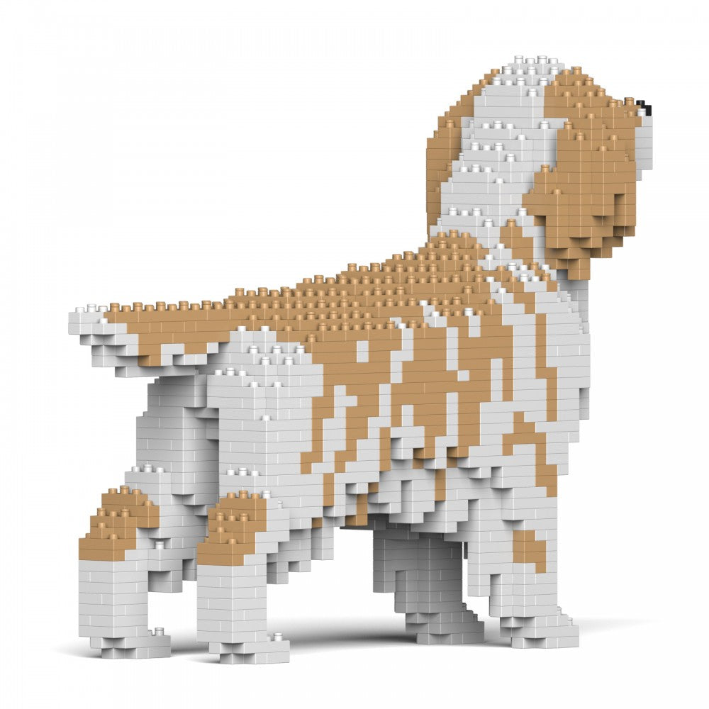 English Setter