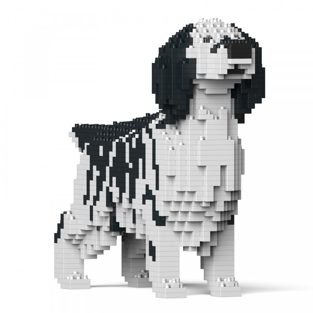 English Setter